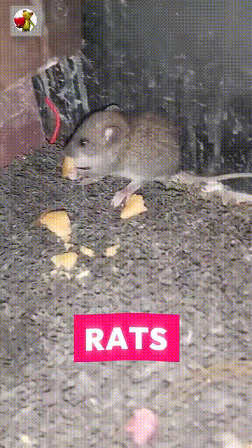 Rat Repellent Spray 50ML (Pack of 3)